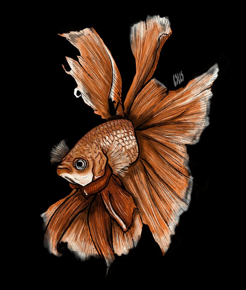 betta fish 1