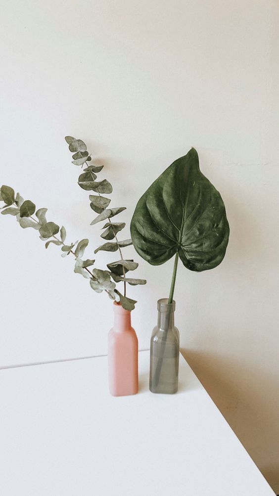 Café, plantas y libros 3