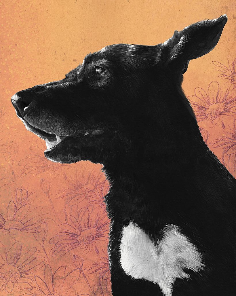 Retratos de mascotas 0