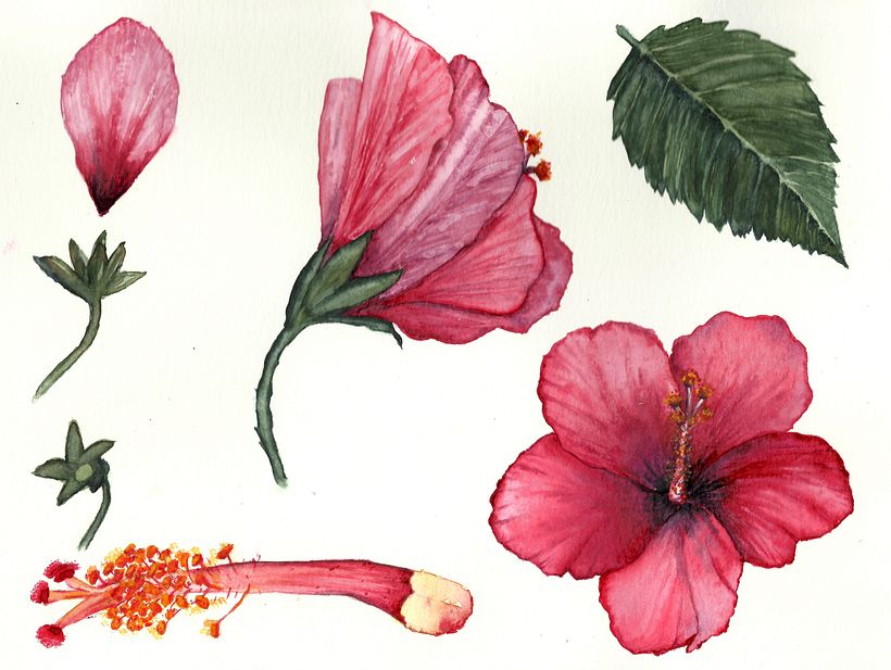 Mi Proyecto del curso: Ilustración botánica con acuarela. Set de papelería Hibisco. 3
