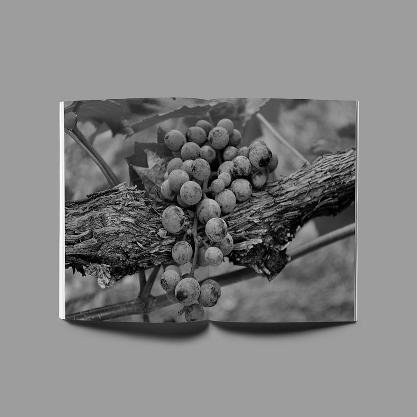 Marca, branding, editorial y packaging para Arbocala 9