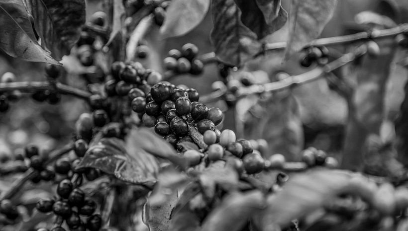 Mi Proyecto del curso: Fotoperiodismo y Fotografía Social "Café una excusa para la Paz" 3