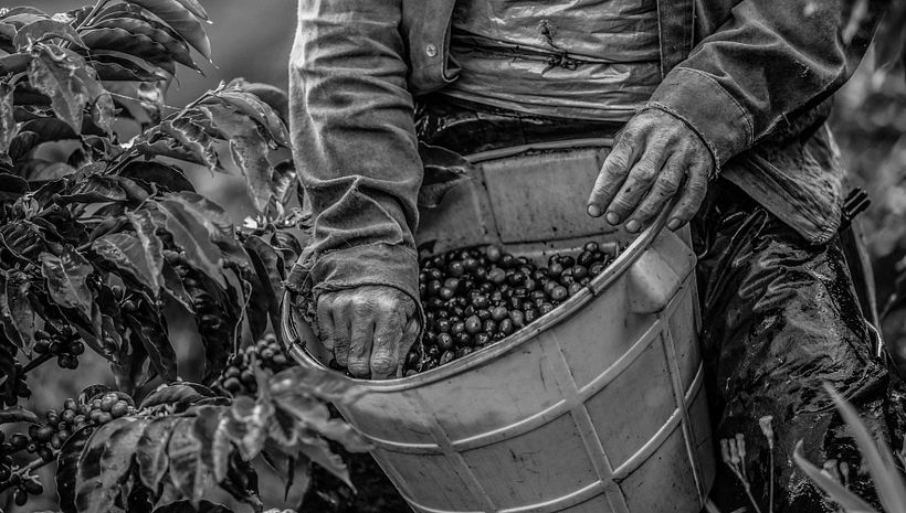 Mi Proyecto del curso: Fotoperiodismo y Fotografía Social "Café una excusa para la Paz" 5