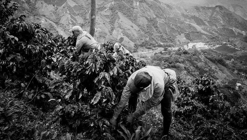Mi Proyecto del curso: Fotoperiodismo y Fotografía Social "Café una excusa para la Paz" 7