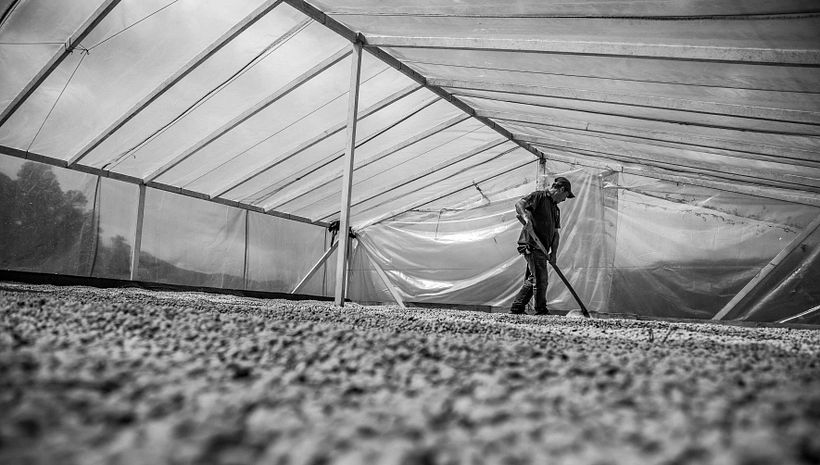 Mi Proyecto del curso: Fotoperiodismo y Fotografía Social "Café una excusa para la Paz" 16