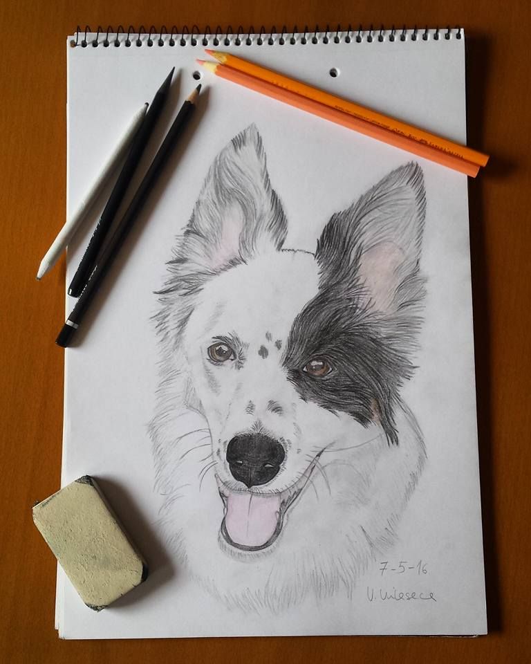 Border-collie 0