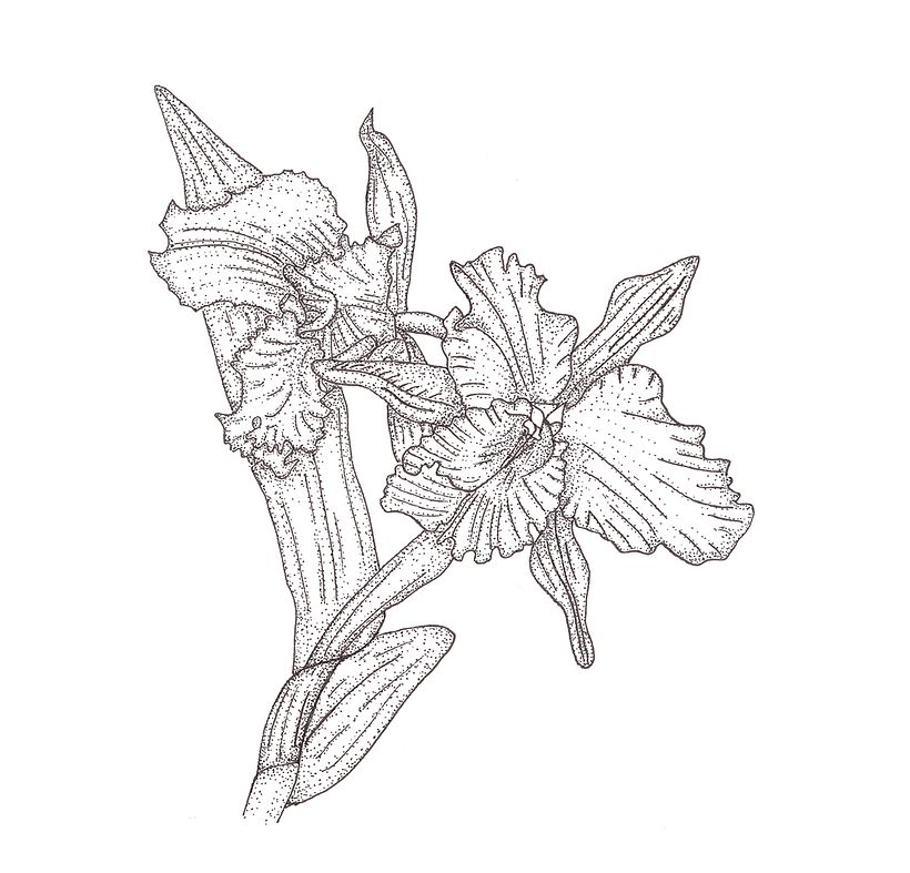 dibujos  rapidografo 3