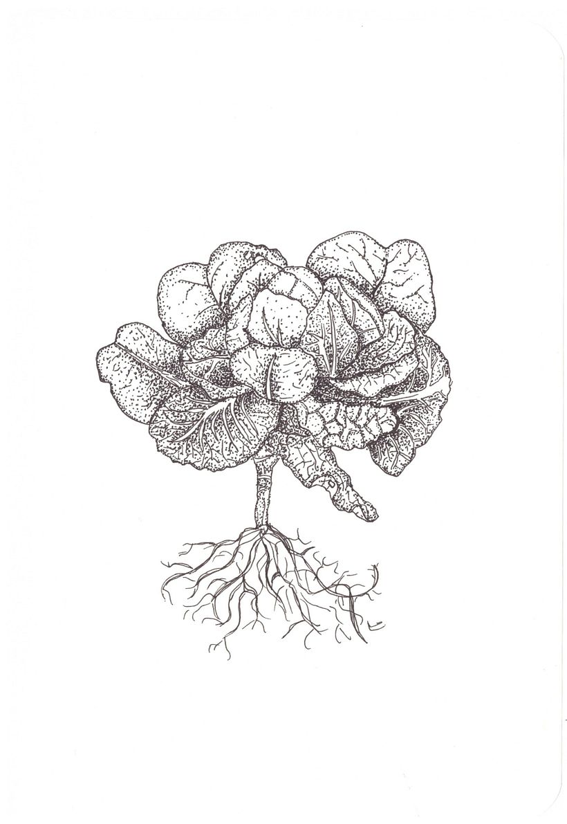 dibujos  rapidografo 4