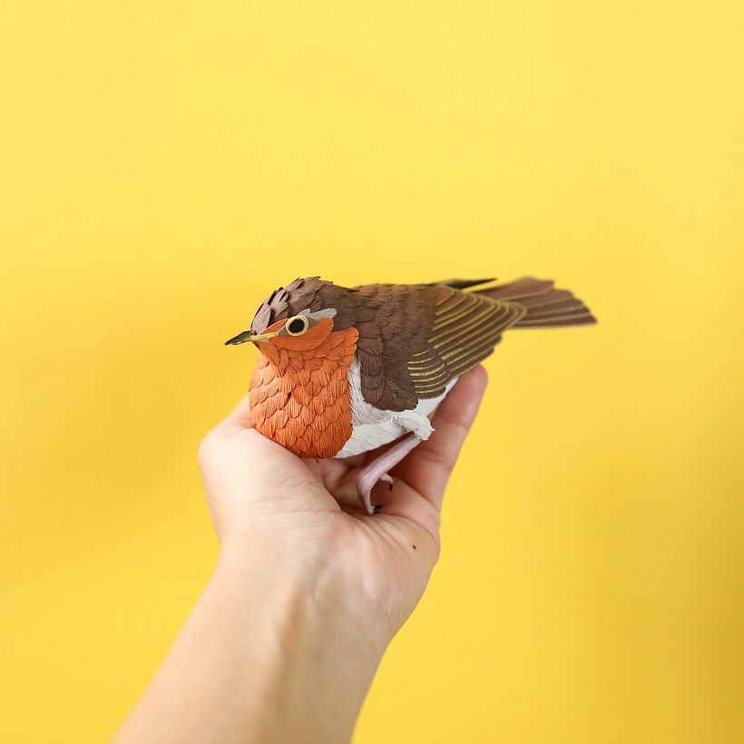 European robin.  0