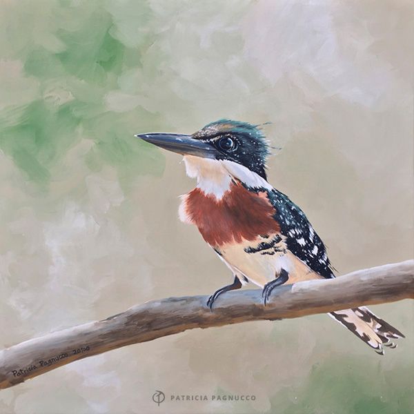 Martín Pescador Verde / Pintura - Bellas Artes