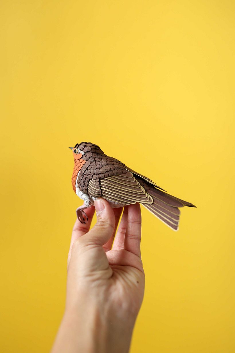European robin.  0
