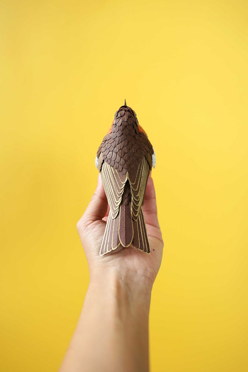 European robin.  1