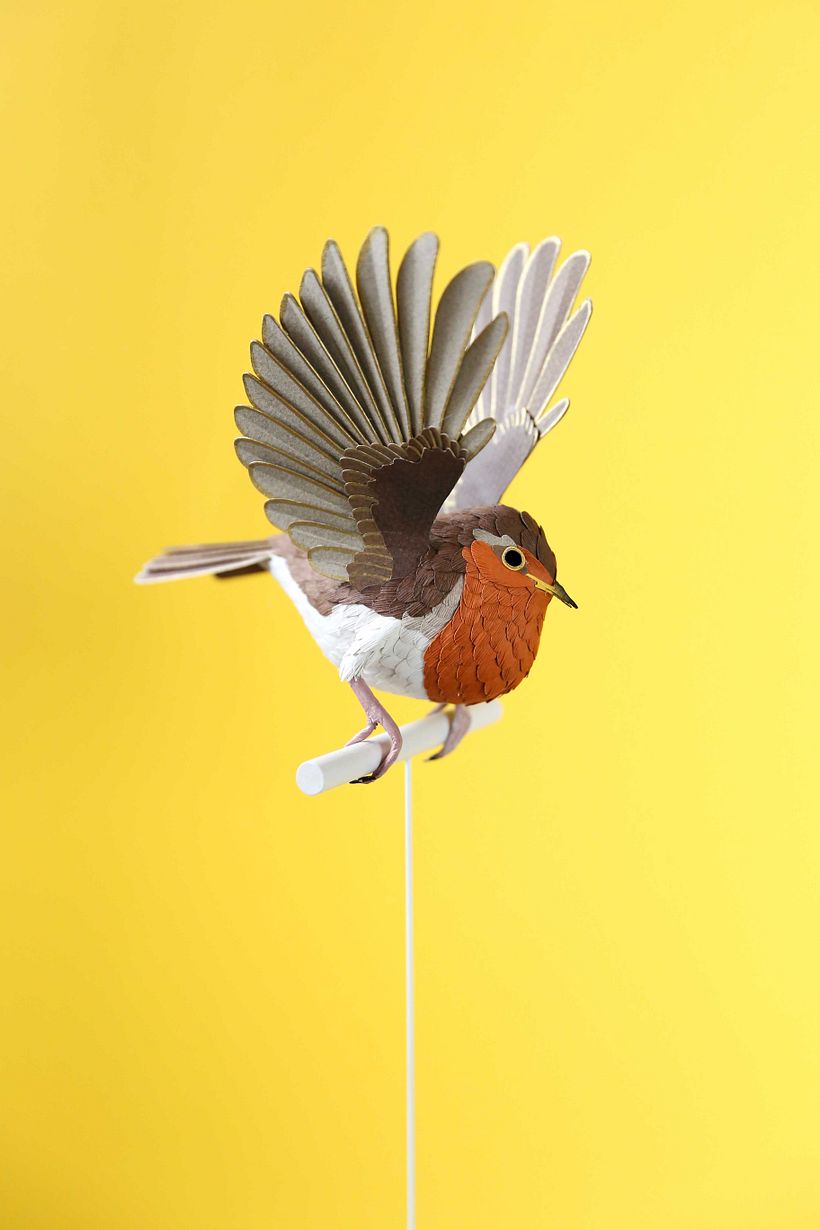 European robin.  2