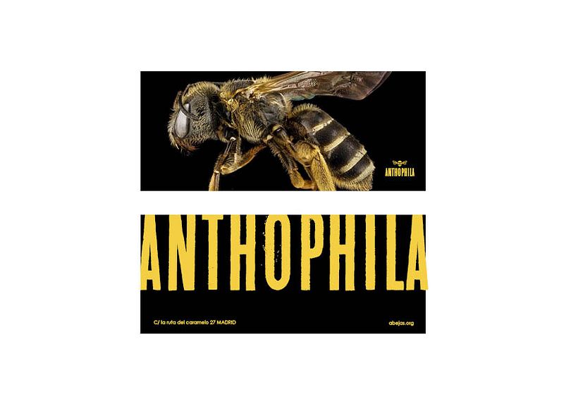 Branding // Anthophila // Fundación amigos de las abejas 9