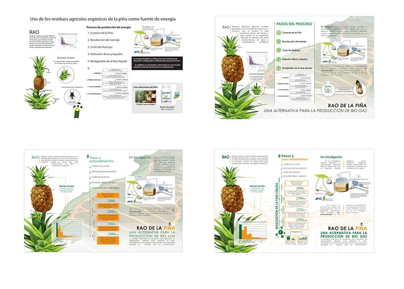 Infograma RAO de la Piña 0
