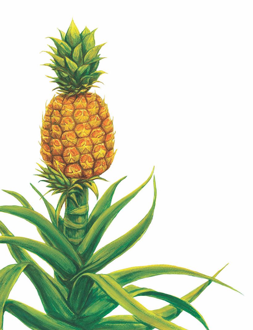 Infograma RAO de la Piña 2