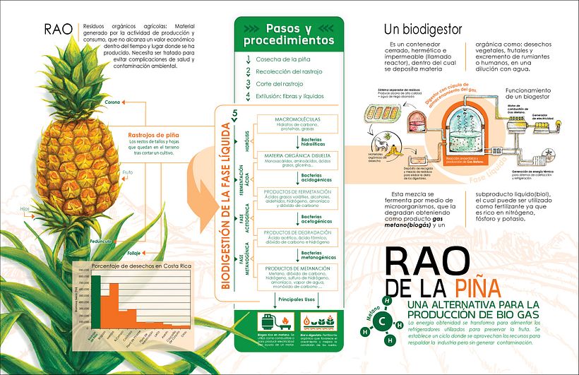 Infograma RAO de la Piña 3