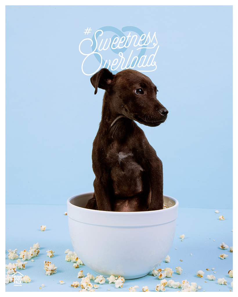 #sweetnessoverload - Photography