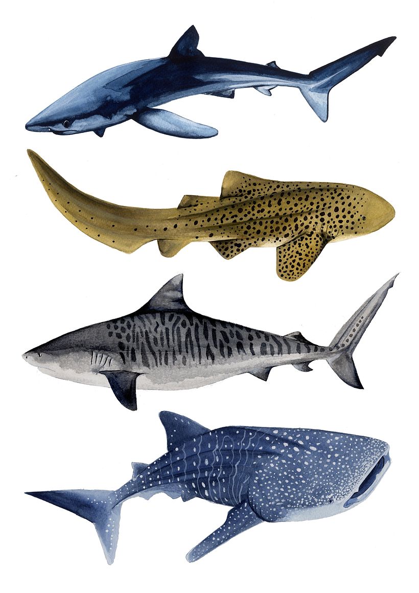 TIBURONES 0