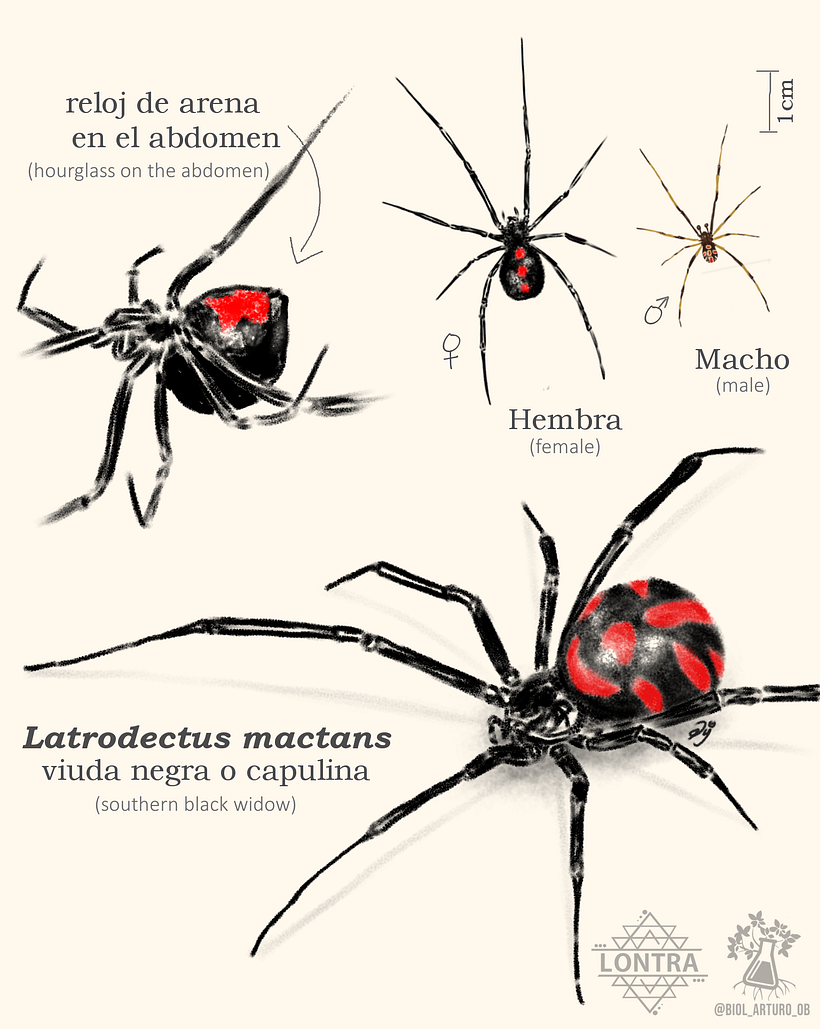 Proyecto Lontra -1
