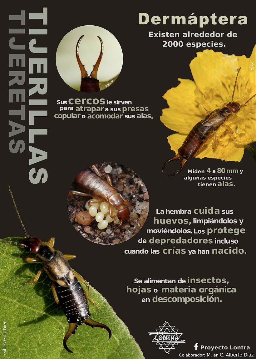 Proyecto Lontra 1