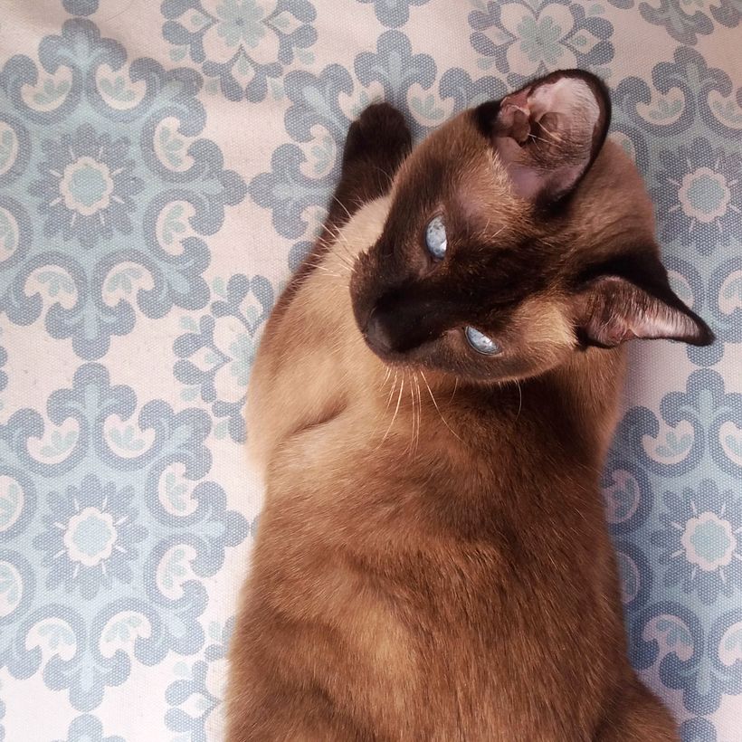 Mi Proyecto del curso 0