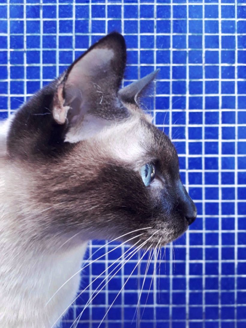 Mi Proyecto del curso 3