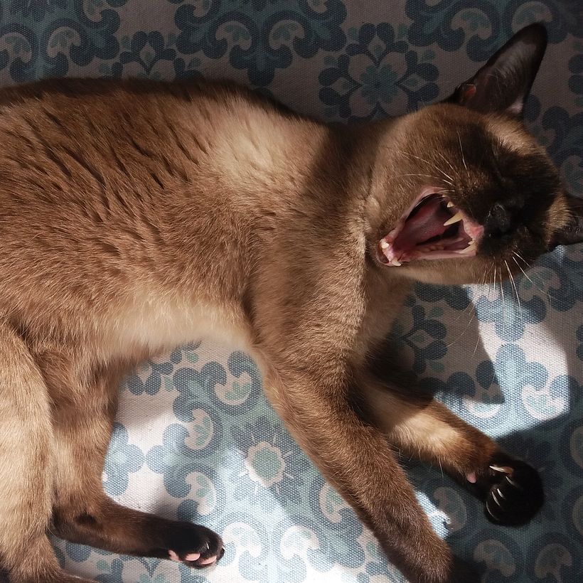 Mi Proyecto del curso 4