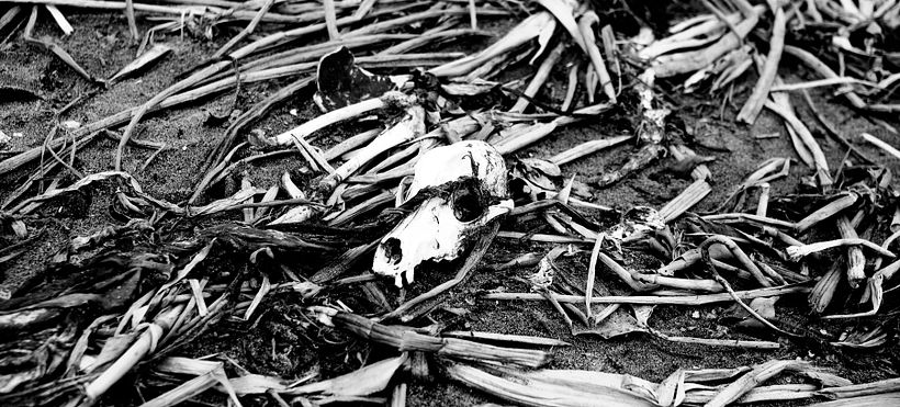 Naturaleza muerta 2 - San Bernardo del Viento, Córdoba, Colombia