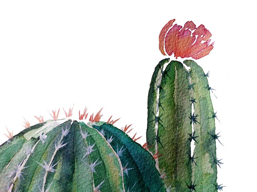 Cactus para Kika, zoom -1