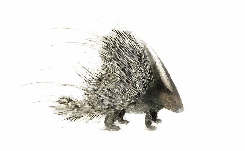 Histrix cristata