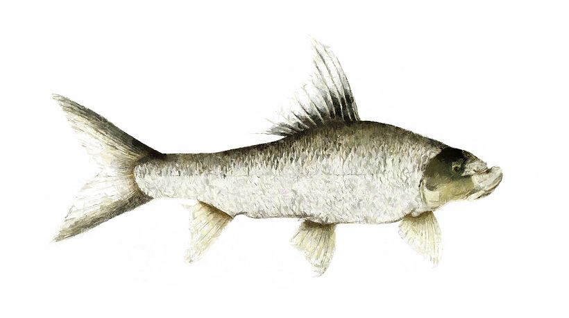 Cyprinus_Bangana_falcata