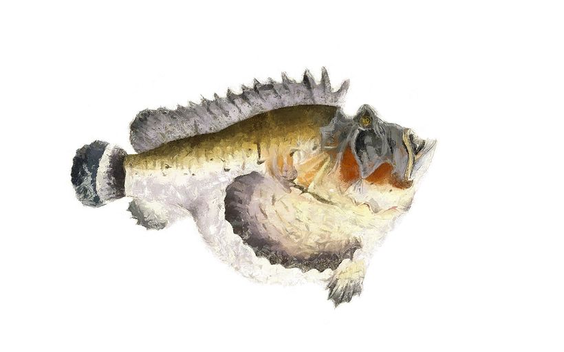 Deformed Hog Fish