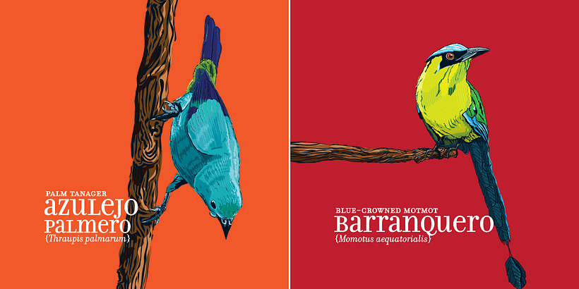 Calendario Aves de Medellín 3