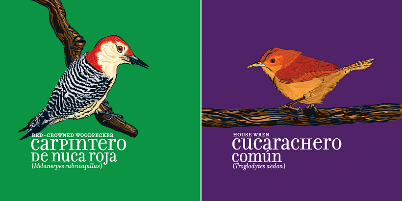 Calendario Aves de Medellín 5