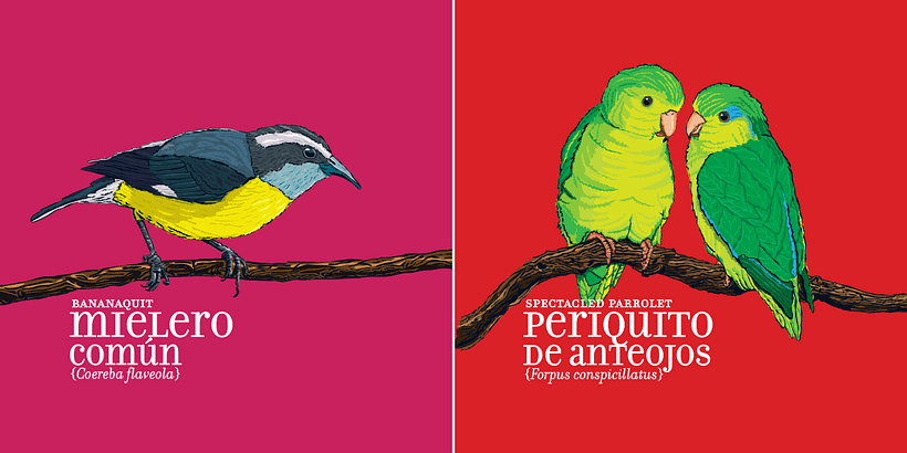 Calendario Aves de Medellín 6