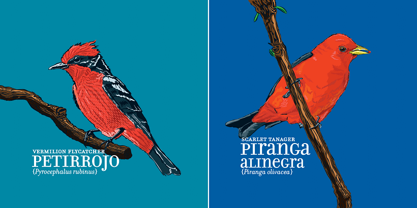 Calendario Aves de Medellín 7