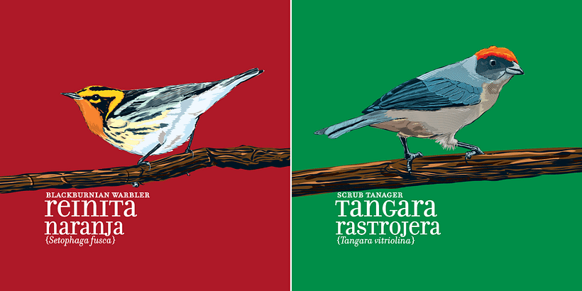 Calendario Aves de Medellín 8