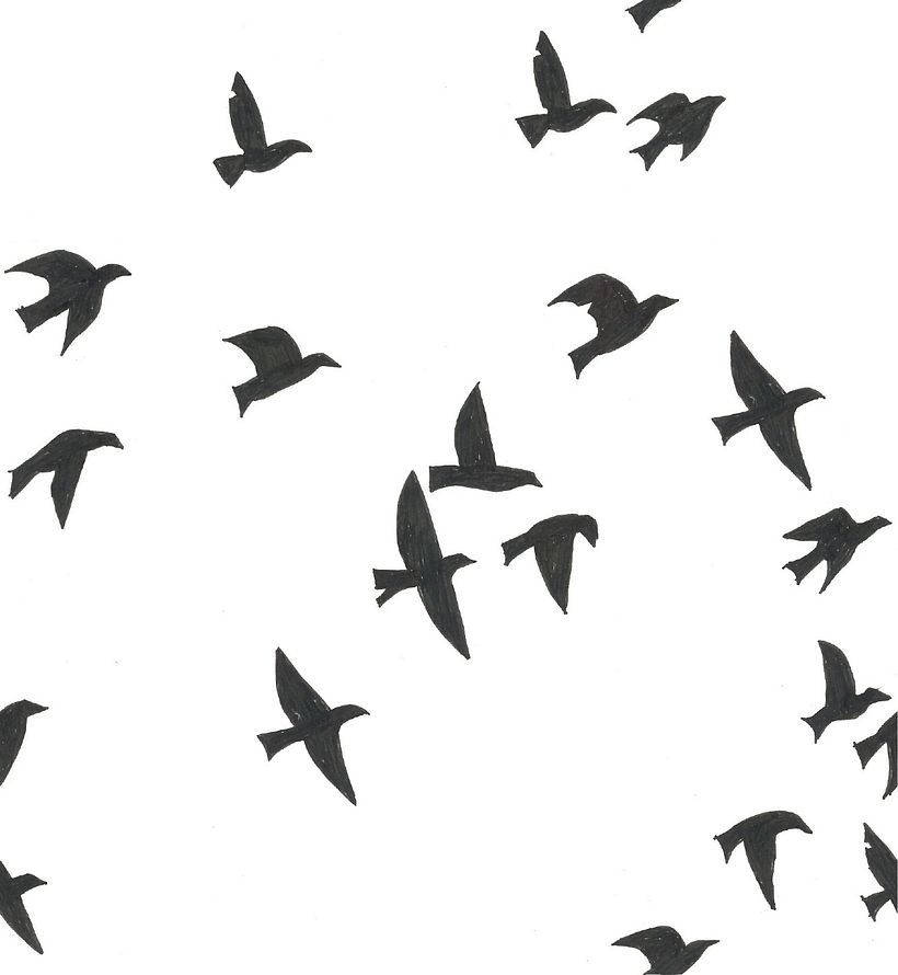 rapport pajaros -1