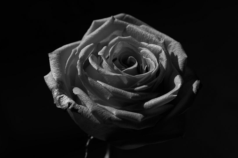 Rosa Pastel  0