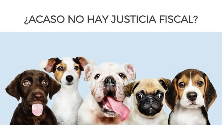 DOGGITAS  5