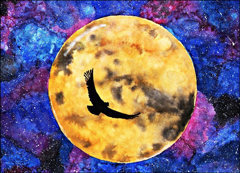 Cóndor Hembra Andino ♥ 0