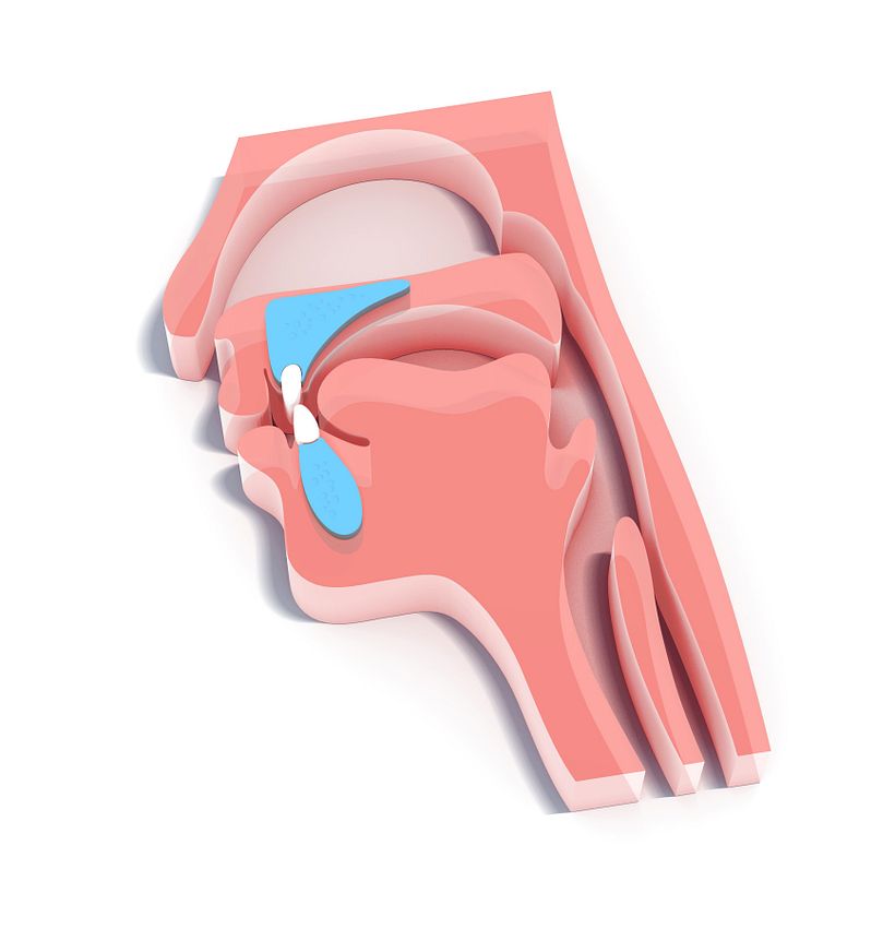 ilustración 3D médica ORL -1