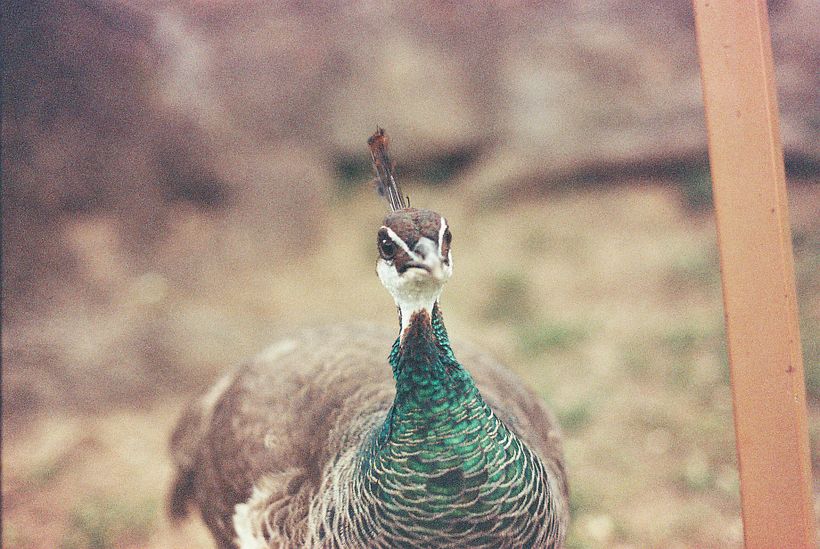 Fotografía analógica 3