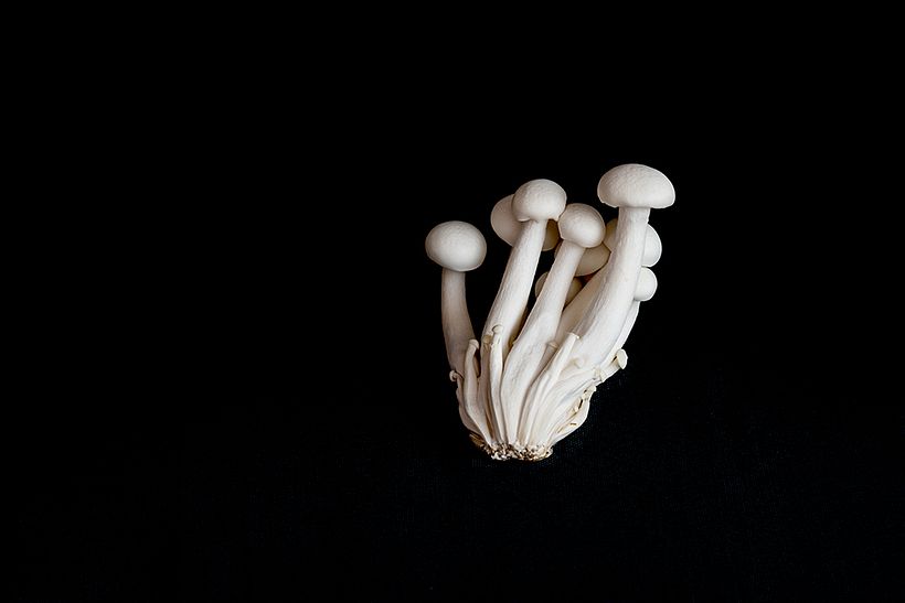 Hongos