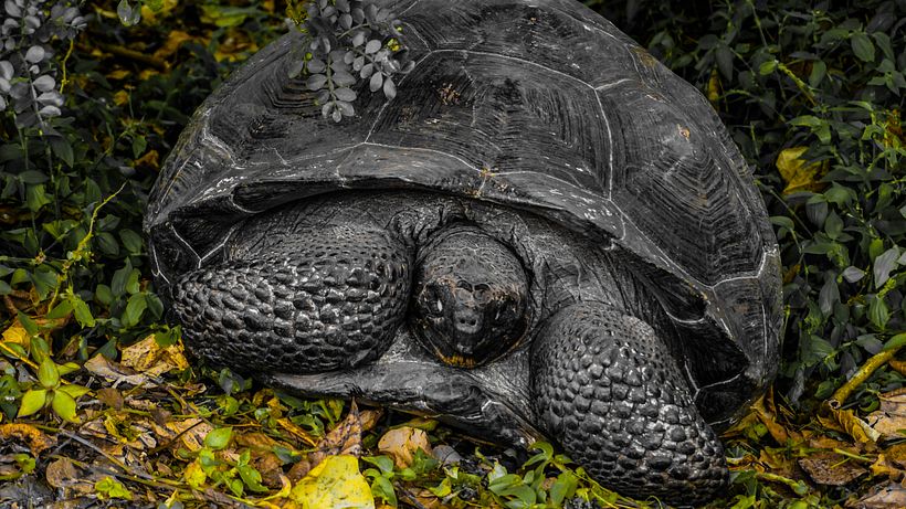 Galapagos  2