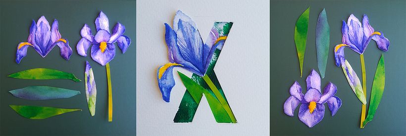 X - Xiphium