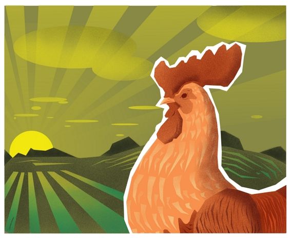 Gallo