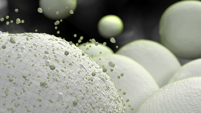 Zummo | Taste the difference 14