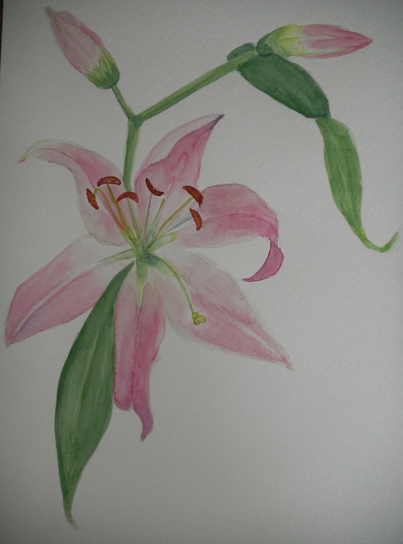 Proyecto: Ilustración Botánica en Acuarela.  (composición para aplicación en papelería)